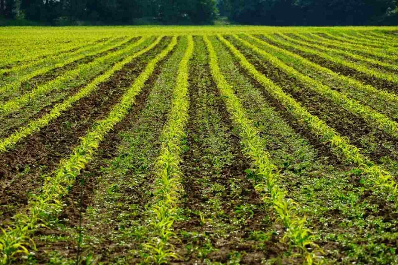 Assim, embora suas picadas possam ser dolorosas e assustadoras, suas contribuições para o meio ambiente são inegáveis, ajudando a manter o equilíbrio ecológico e até mesmo a saúde de plantações.