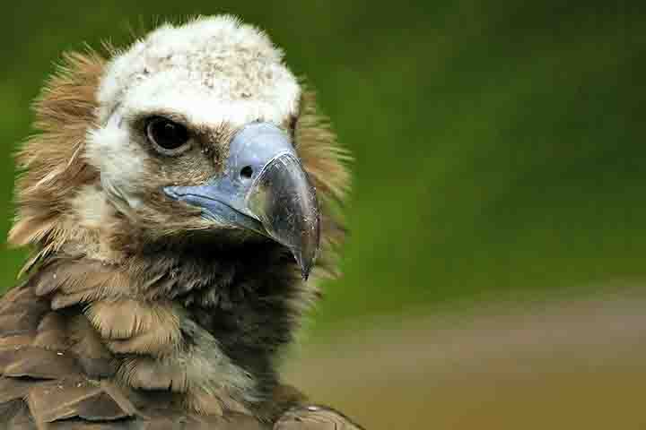 Na África, por exemplo, conservacionistas trabalham para mudar a percepção pública sobre elas, e os motivos são convincentes.