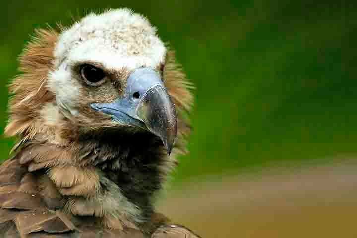 Um estudo da BirdLife International revelou que os abutres geram um impressionante valor de US$ 1,8 bilhão por ano para os ecossistemas do sul da África, graças ao seu trabalho de "faxineiros naturais".