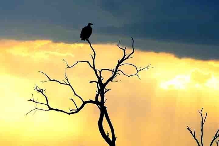 Guardas florestais usam os abutre como "vigias", já que sua presença em um local pode indicar carcaças deixadas por caçadores ilegais.