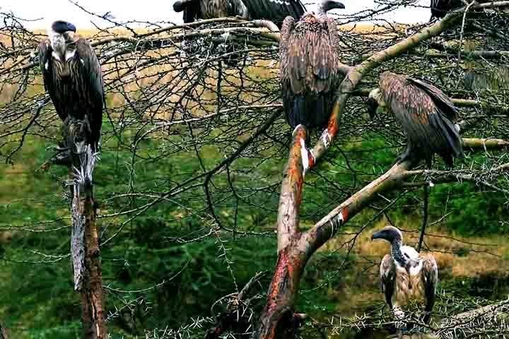 Além disso, o estômago superácido dos abutres é capaz de neutralizar toxinas letais que seriam fatais para outros animais, agindo como um verdadeiro filtro biológico.