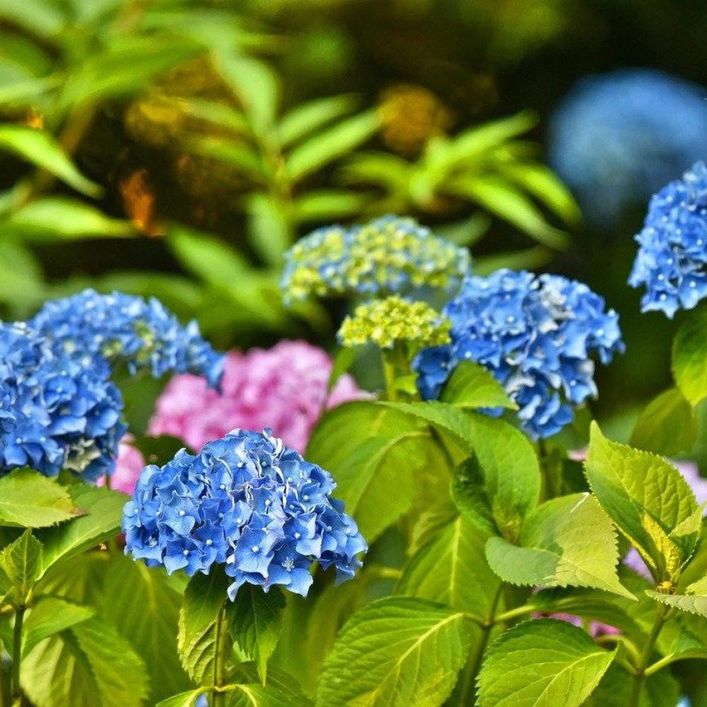 Cor, beleza e exuberância: saiba mais sobre as hortênsias