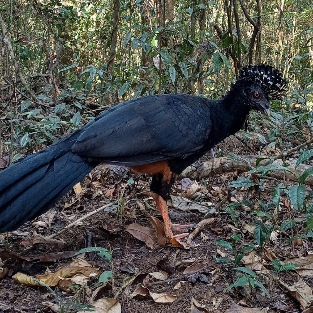 Mutum-do-bico-vermelho volta a parque mineiro 50 anos após extinção