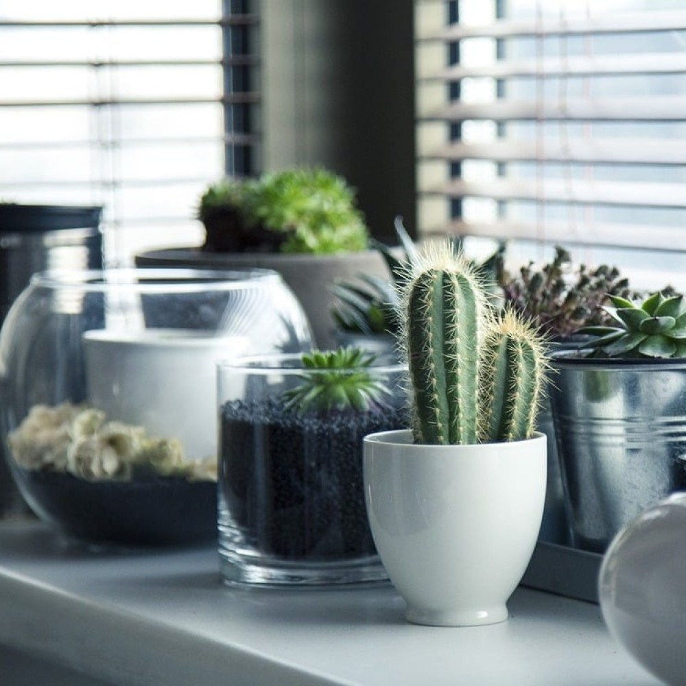 Harmonize seu lar: plantas perfeitas para o bem-estar na residência