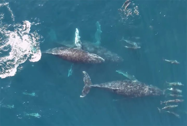 Curiosamente, quando dormem, somente um lado do cérebro descansa. O outro fica ativo para que o animal cuide da respiração e não se afogue.