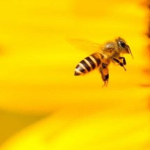 Os insetos que têm as picadas mais dolorosas do mundo - Boris Smokrovic Unsplash


