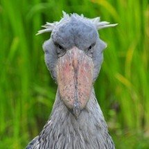 Assustadora: Ave africana mata os irmãos e caça até crocodilos - wikimedia commons Olaf Oliviero Riemer