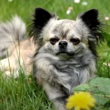 Raças de cachorro que vivem por mais tempo - Reprodução/ Cão em Foco Educação Canina
