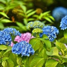 Cor, beleza e exuberância: saiba mais sobre as hortênsias