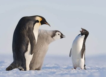O mundo animal tem brigas por sobrevivência, caçadas, presas e predadores. Mas também tem proteção e atenção de uns animais com os outros. E isso ocorre particularmente em relação aos filhotes. Veja algumas espécies que têm fama de carinhosas com as crias, destacando-se pelo jeito protetor e afetuoso.  -  (crédito: Divulgação/STEFAN CHRISTMANN, ALEMANHA)