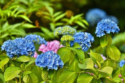 Escolha perfeita para arranjos florais sofisticados e com muita personalidade, a hortênsia é uma das flores mais populares no mundo do paisagismo e da decoração. Coloridas e delicadas, essas flores trazem exuberância ao ambiente, com cores vibrantes. - 