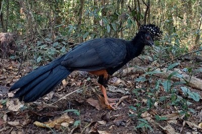 Após cinco décadas de extinção local, mutum-do-bico-vermelho foi reintroduzido no Parque Estadual do Rio Doce -  (crédito: IEF/Divulgação)