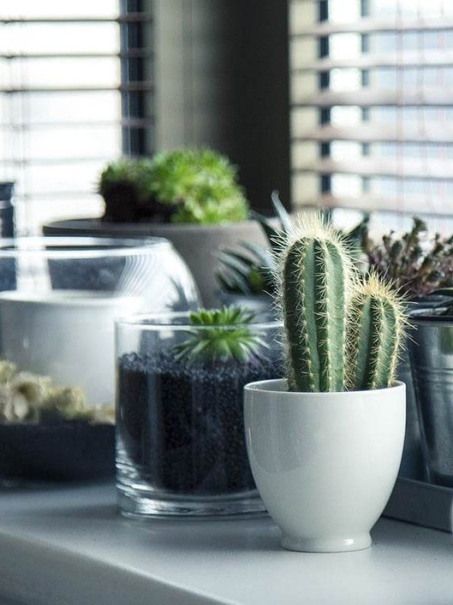 Harmonize seu lar: plantas perfeitas para o bem-estar na residência