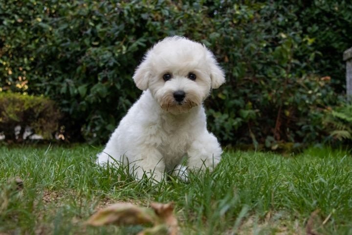 Havanês- Essa raça vive em média de 14 a 16 anos, e também é chamada de Havanese. São considerados pequenos, com pelagem sedosa, têm origem em Cuba, na capital Havana (por isso o nome) e são conhecidos "cães de colo de seda".