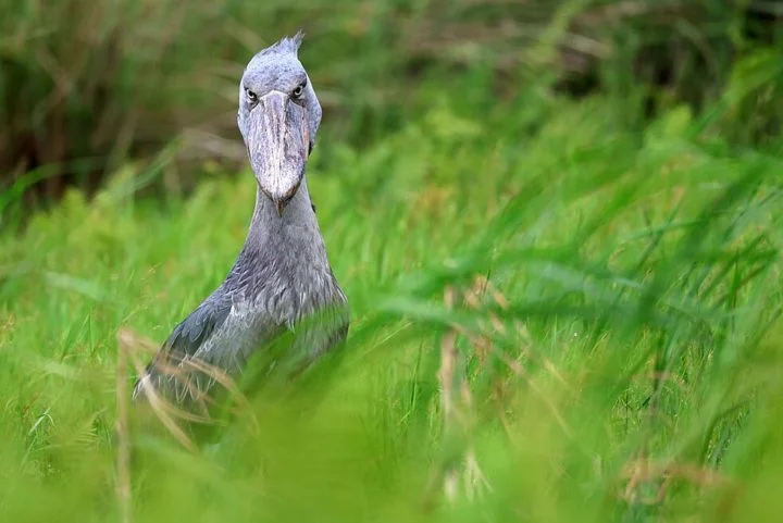 Estima-se que restam entre 5 mil a 8 mil aves Cegonha-bico-de-sapato na natureza.