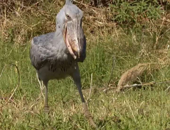 Mesmo assim, as Cegonhas-bico-de-sapato ainda são uma parte importante do ecossistema africano e desempenham um papel vital no controle das populações de peixes e rãs.