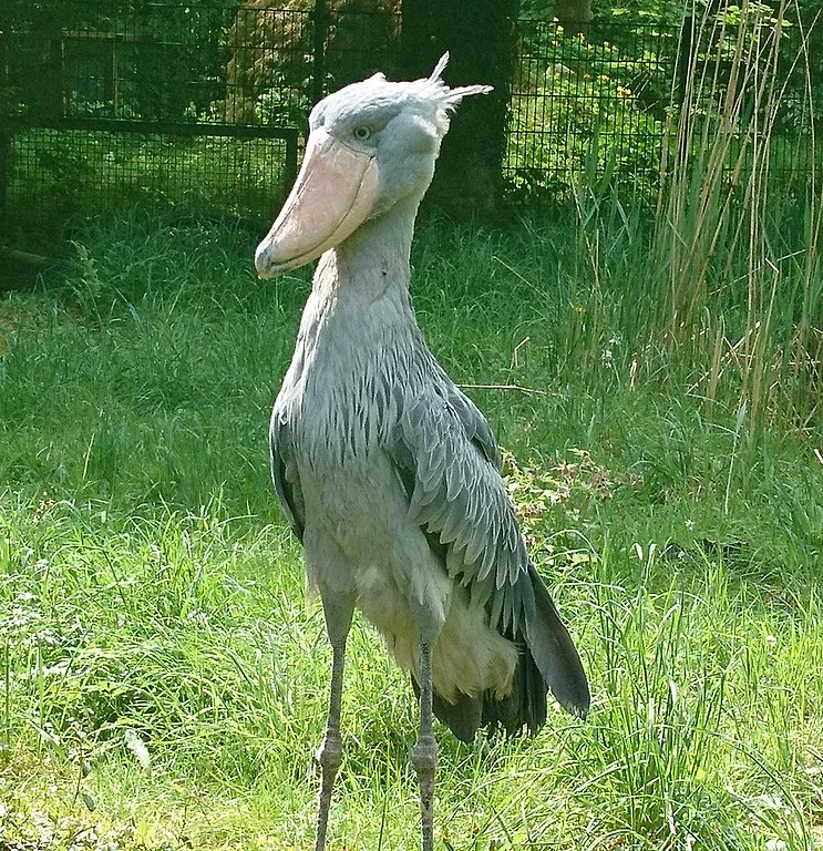 No entanto, elas também podem caçar presas maiores, como enguias, cobras e até filhotes de crocodilo, conforme relatado no Journal of African Ornithology.





