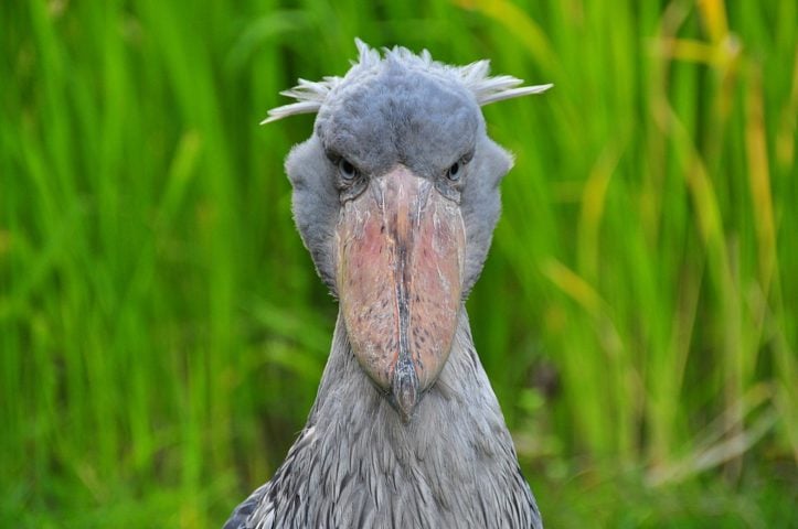A Cegonha-bico-de-sapato, encontrada na África Oriental, é conhecida por sua aparência assustadora e fama de ser "comedora de crocodilos". Conheça mais sobre essa ave exótica!