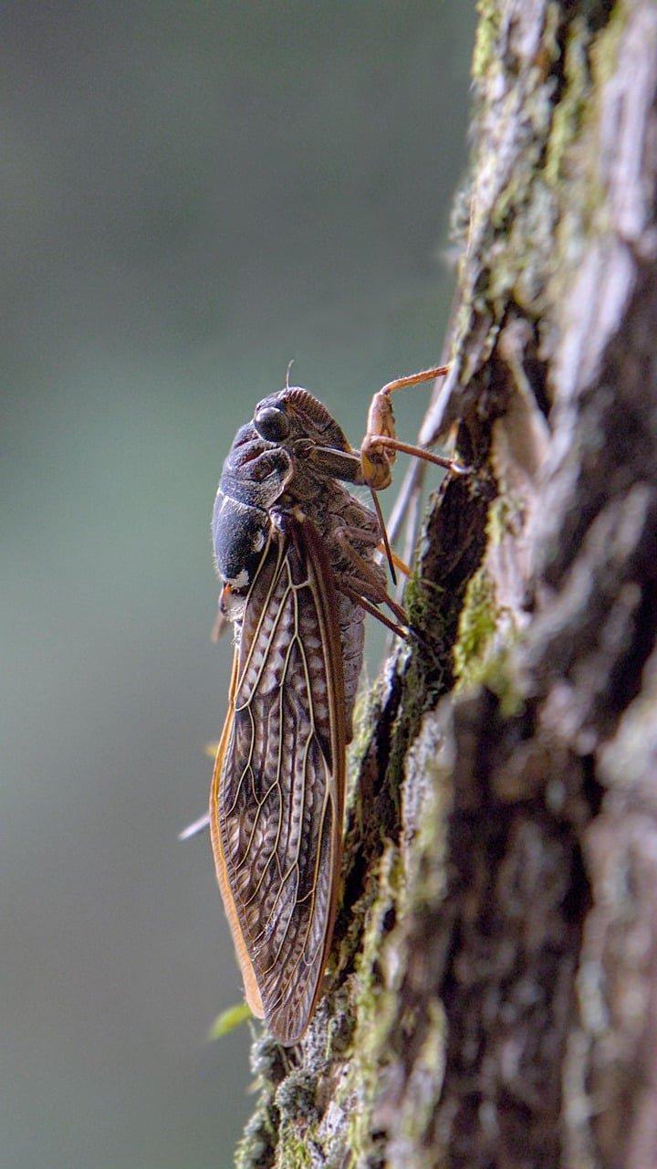 Fisicamente, as cigarras possuem corpo robusto, asas transparentes e olhos grandes e afastados. Seu tamanho varia conforme a espécie, podendo medir de 2 a 5 centímetros