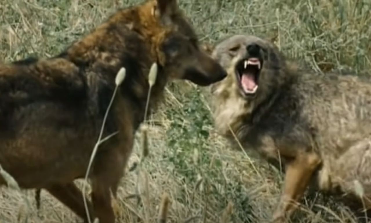 LOBOS - Vivem em florestas, tundras e montanhas na América do Norte, Europa e Ásia, com expectativa de vida de 6 a 8 anos na natureza. A gestação dura cerca de 2 meses, nascendo entre 4 a 6 filhotes por vez, uma vez ao ano.