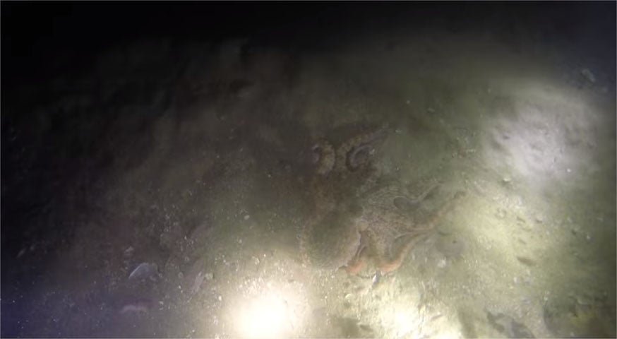  Praia Vermelha (RJ) - Indicada para mergulhos no fim da tarde, onde o pôr do sol cria um espetáculo avermelhado que dá nome à praia. E também para mergulhos noturnos. O trecho tem estrelas-do-mar, polvos e anêmonas. Água fria e visibilidade de até 8m, chegando a 300m na faixa oceânica (para experientes). 