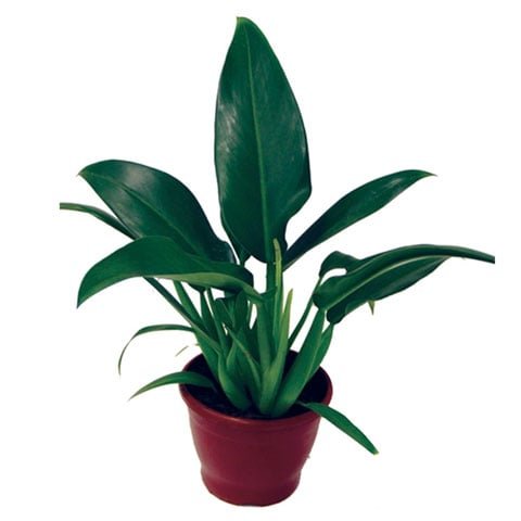 Pacová- Essa planta aprecia luz indireta e solo úmido e é originária da América do Sul. Ideal para interiores bem iluminados ou jardins com sombra parcial. Mantenha o solo úmido, mas evite o encharcamento e atenção aos pets, pois a espécie é tóxica para cães e gatos.