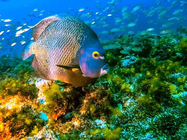 Parque Estadual Marinho Pedra da Risca do Meio (CE)- A unidade de conservação foi fundada nos anos 70. É a única totalmente submersa no Ceará. Fica na orla do Mucuripe, 18 km de extensão, com visibilidade de até 30m de profundidade e temperatura média de 27ºC. Tem recifes de corais, peixes, tartarugas e golfinhos. 