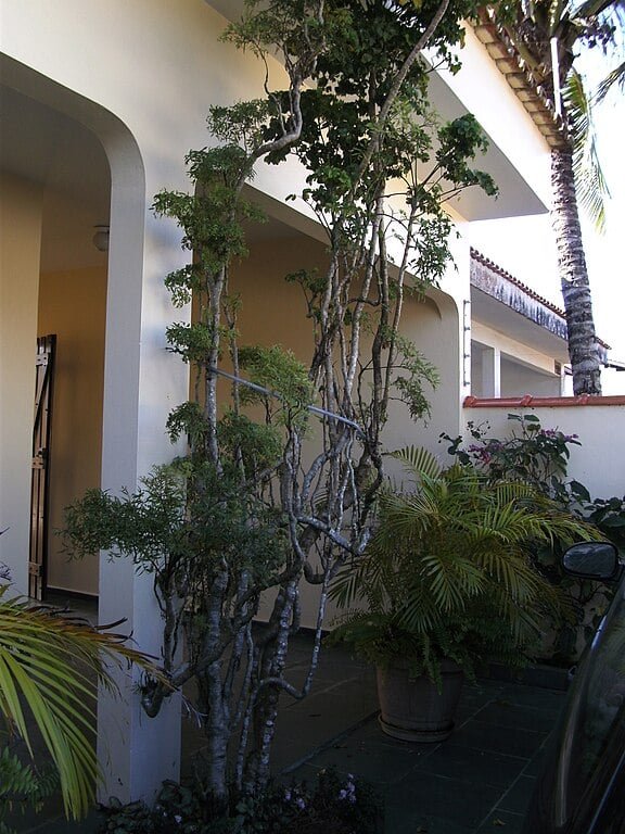 Árvore da Felicidade- Oriunda da China, prospera em ambientes internos com luz indireta. Mantenha o solo úmido e evite correntes de ar. Ideal para jardins internos ou espaços com boa iluminação.