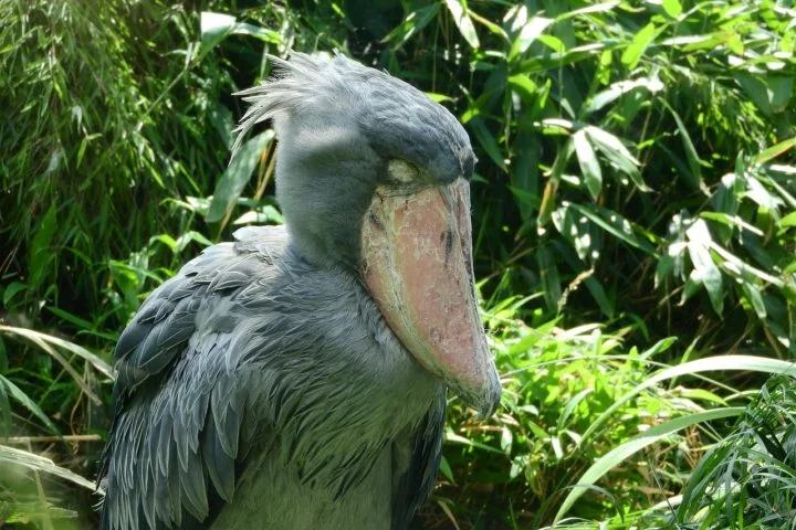 Inclusive, seu nome vem justamente pelo formato de seu bico, que se assemelha ao de um sapato velho. 