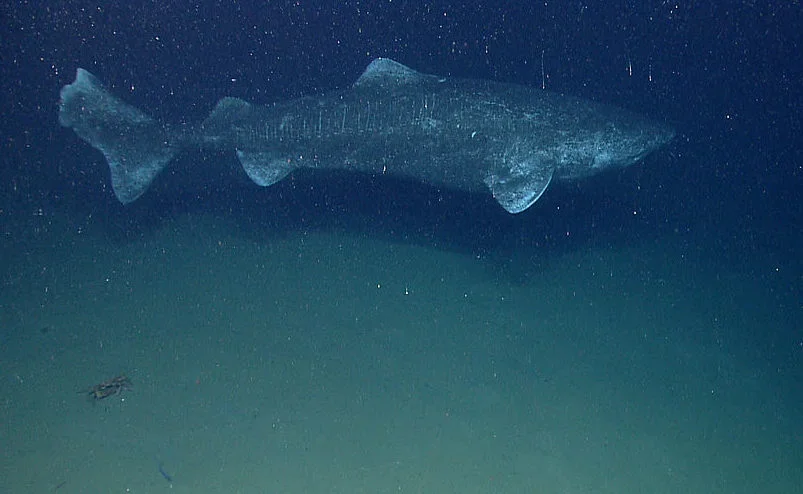 A nova descoberta proporcionou aos cientistas uma oportunidade singular para examinar a capacidade de se readaptar e os padrões de migração dessa espécie fascinante.