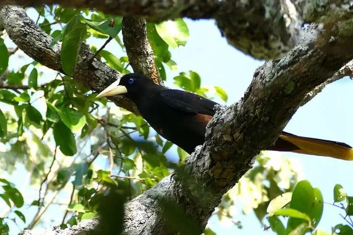 Distribuído em florestas da América do Sul, incluindo Panamá, Trinidad, Peru, Bolívia e Amazônia brasileira, o japiim se alimenta principalmente de insetos, mas também consome frutas e néctar. 
