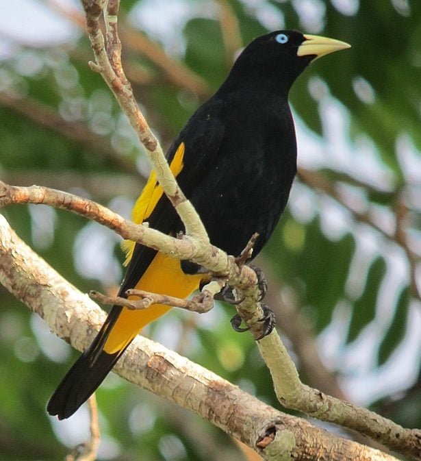 A espécie foi avaliada como Pouco Preocupante na Lista Vermelha da União Internacional para Conservação da Natureza (IUCN, sigla em inglês) de 2020. Veja outras curiosidades sobre essa ave singular!