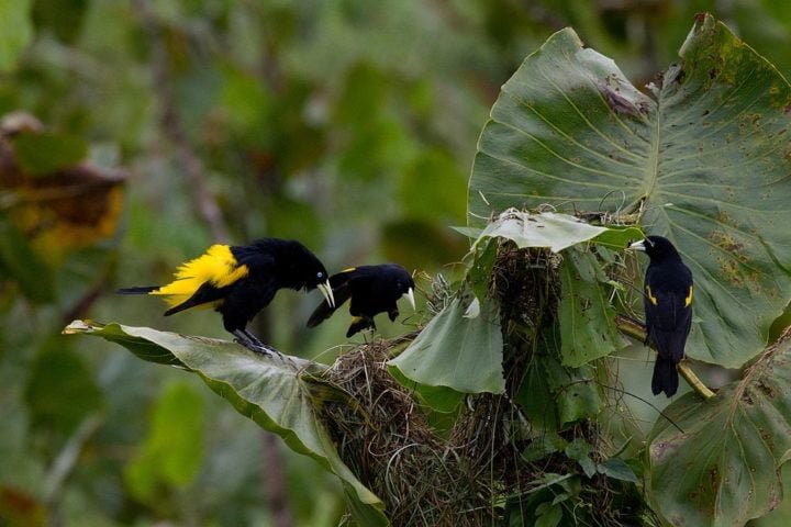 Uma característica marcante do japiim é seu comportamento social. Eles são aves gregárias, vivendo em bandos e construindo ninhos em colônias. 