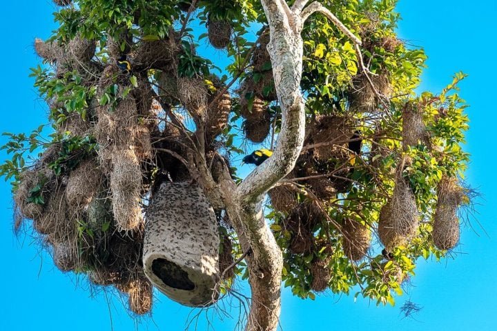 Os ninhos são feitos de fibras vegetais entrelaçadas, em formato de bolsa alongada, pendurados em árvores altas, geralmente próximos a colmeias de vespas ou formigas, uma estratégia para proteger os ovos e filhotes de predadores.
