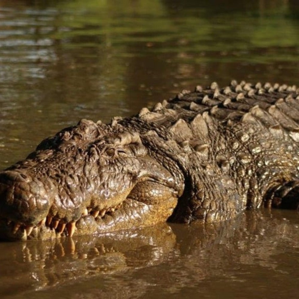 Crocodilo gigante e centenário vive na áfrica do sul
