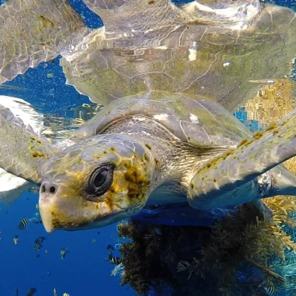 Estado com menor litoral no brasil é o favorito das tartarugas marinhas