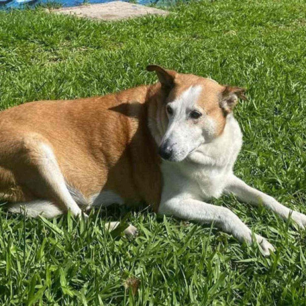 Conheça silveira, o 'cachorro gordo' que ganhou milhares de seguidores