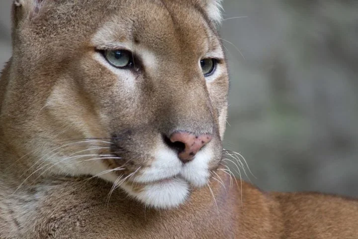 Puma (onça-parda): Embora ainda seja classificada como "pouco preocupante", a perda de habitat e conflitos constantes com agricultores tem provocado uma diminuição da população da onça-parda.