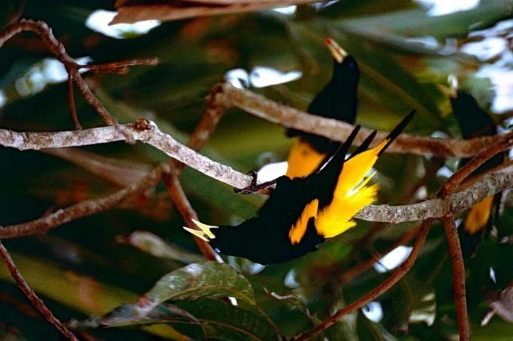 Ele tem uma habilidade incrível de imitar sons, como os de tucanos, periquitos e até macacos-de-cheiro.