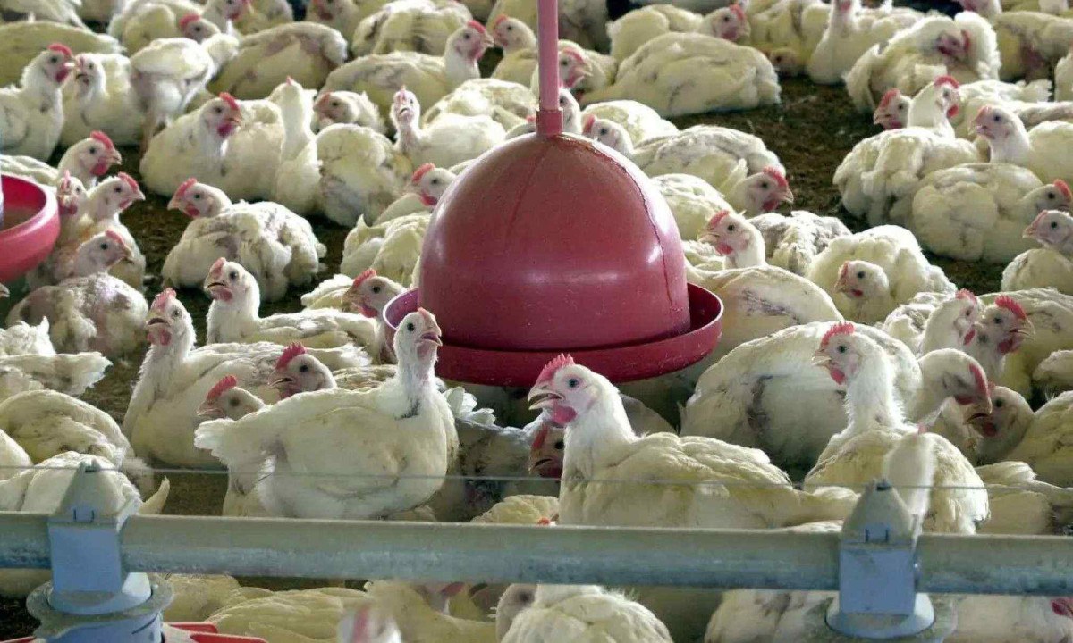 O Instituto Mineiro de Agropecuária afirma que, pesar do resultado, permanece em alerta -  (crédito: Imagem: Arquivo/Agência Brasil)