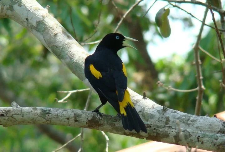 Existem três tipos de japiim: o Cacicus cela cela, encontrado na Colômbia, Bolívia e Brasil; o Cacicus cela vitellinus, que vive do Panamá à Colômbia; e o Cacicus cela flavicrissus, presente do Equador ao Peru. 