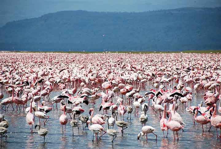 Os flamingos andam em grupo. Geralmente sÃ£o compostos por algumas dezenas de aves, mas jÃ¡ foram registrados bandos de atÃ© 1 milhÃ£o. Dessa forma, se protegem contra predadores.