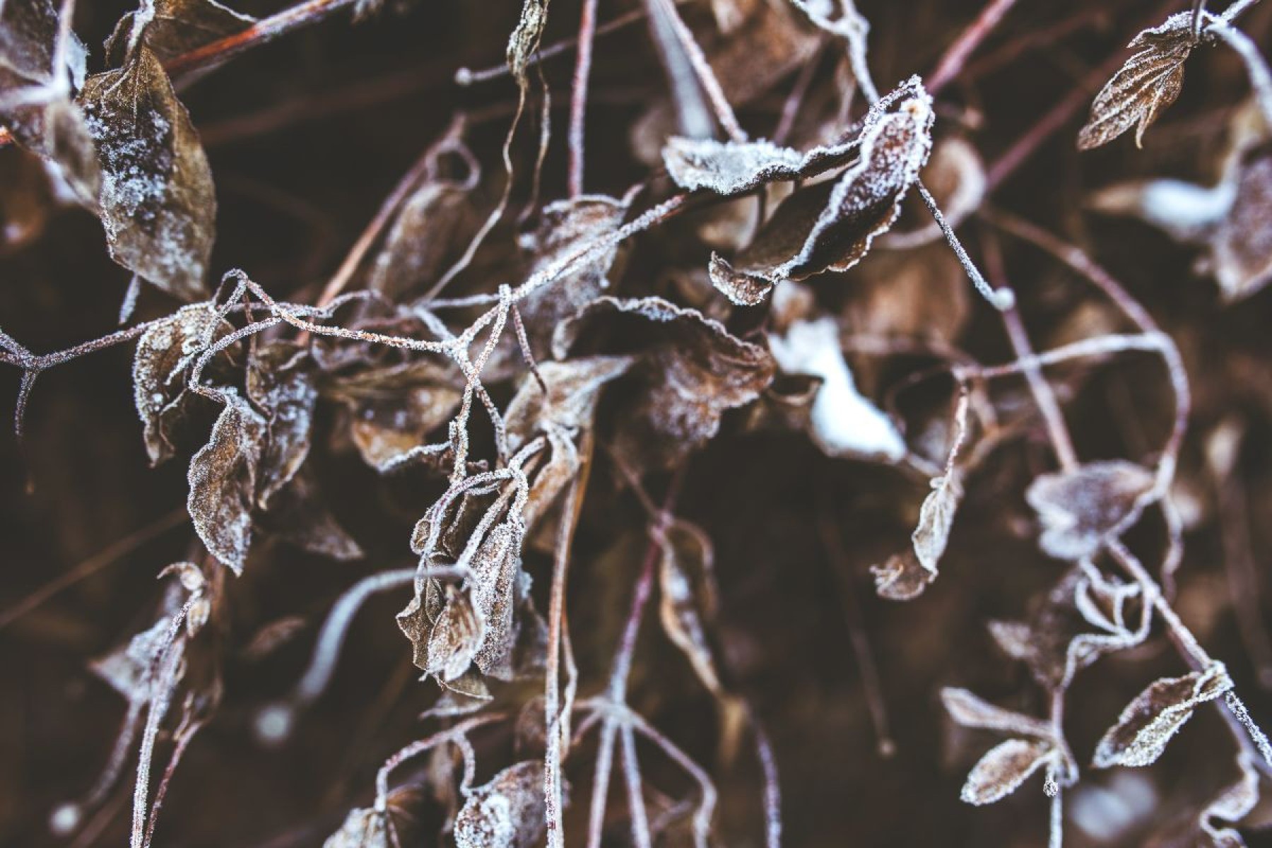 Ao evitar vento direto, ajustar a rega e escolher as espécies certas, você garante que suas plantas fiquem saudáveis mesmo quando o clima não ajuda Plantas