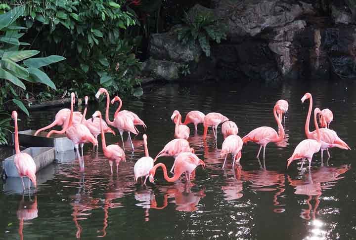 Sua expectativa de vida é de 20 a 30 anos na natureza. No entanto, em cativeiro, com cuidados veterinários, uma dieta regular e menos ameaças predatórias, eles costumam viver até 50 anos.