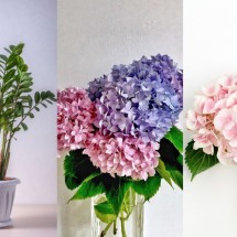 Tempo frio:  aprenda a cuidar de plantas que sofrem com o clima - Andrey Nikitin de Getty Images / Floral Deco /  Wiktoria Tomala de Getty Images