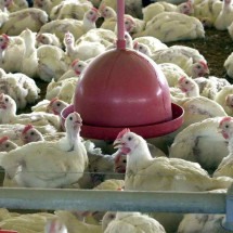 Governo descarta suspeita de gripe aviária em Sabará