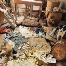 Vizinhos reclamam de acumuladora com 22 animais em condições insalubres - Jair Amaral/EM/D.A PRESS