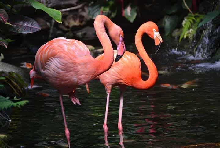 DiscussÃ£o Ã  parte, os flamingos sÃ£o aves que causam curiosidade nas pessoas. A postura, os movimentos e o comportamento intrigam, mas tambÃ©m fascinam quem vÃª. Veja fatos pitorescos sobre eles.