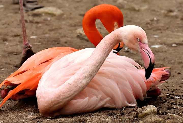 Outra curiosidade é que essas aves são fiéis aos seus parceiros. Elas ficam com o mesmo par por toda a vida, ou seja, são monogâmicas.