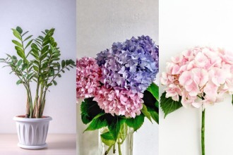 Tempo frio:  aprenda a cuidar de plantas que sofrem com o clima